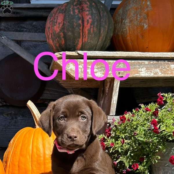 Chloe, Chocolate Labrador Retriever Puppy